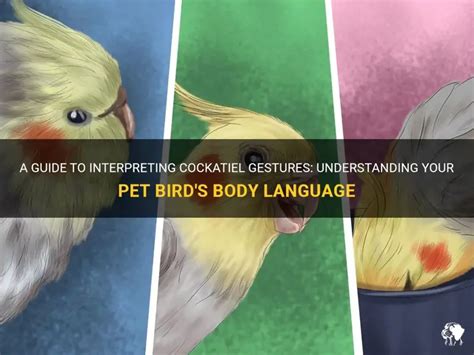 A Guide To Interpreting Cockatiel Gestures: Understanding.